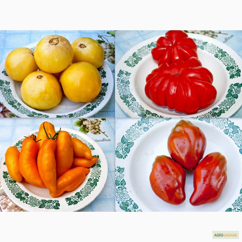 Продам/ семена помидор томатов и острый перец - 400 сортов .