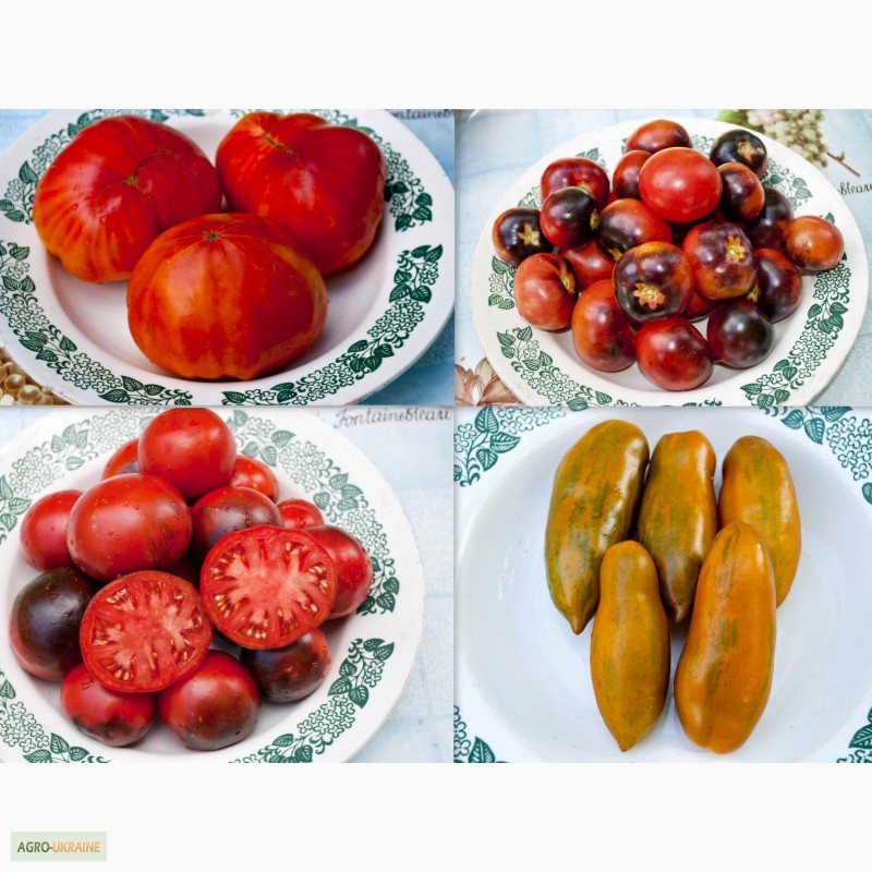 Фото 7. Семена помидор томатов и острый перец. 400 сортов