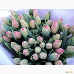 Продам Голландські тюльпани оптом