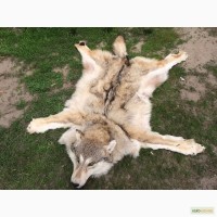 Продам шкуры волка(ковёр)