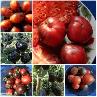 Насіння помідор (семена томаатов )