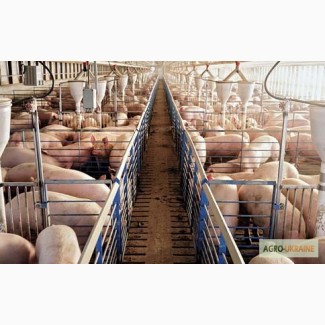 Продам свиней живым весом Херсонская область
