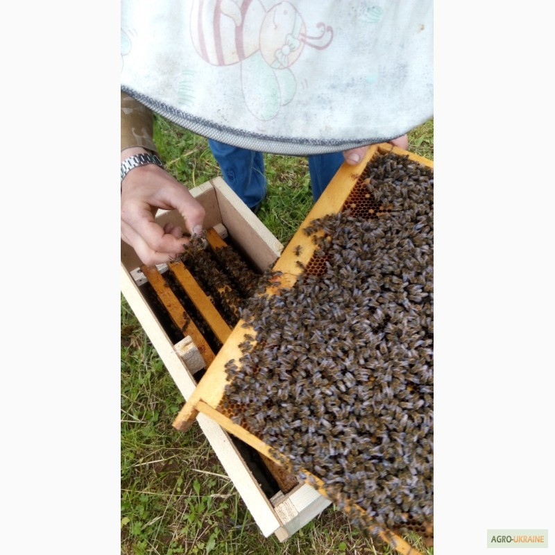 Фото 5. Продам бджолопакети Карпатської породи бджіл, 2017