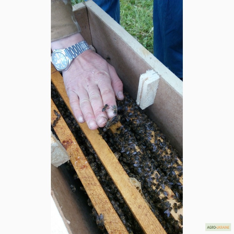 Фото 7. Продам бджолопакети Карпатської породи бджіл, 2017