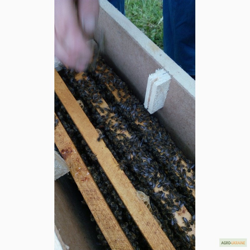 Фото 8. Продам бджолопакети Карпатської породи бджіл, 2017
