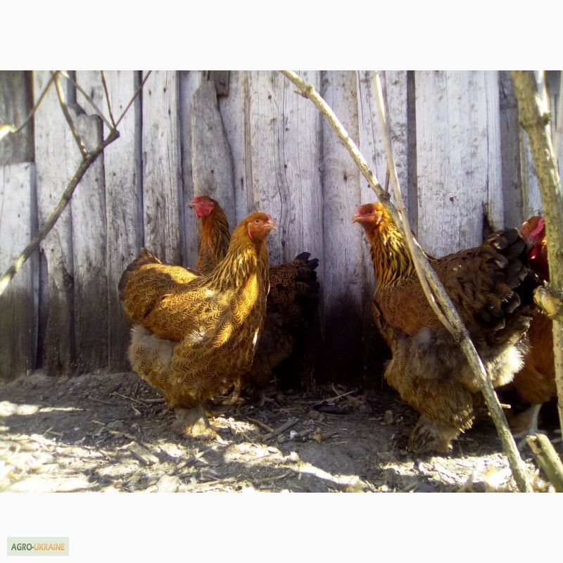 Фото 10. Куры брама куропатчатая цыплята инкубационное яйцо