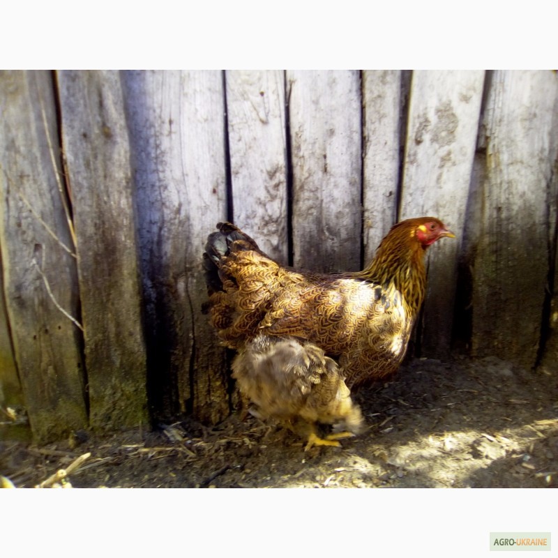 Фото 11. Куры брама куропатчатая цыплята инкубационное яйцо