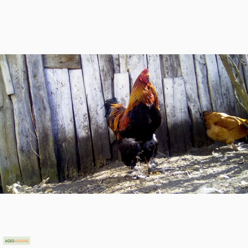 Фото 2. Куры брама куропатчатая цыплята инкубационное яйцо