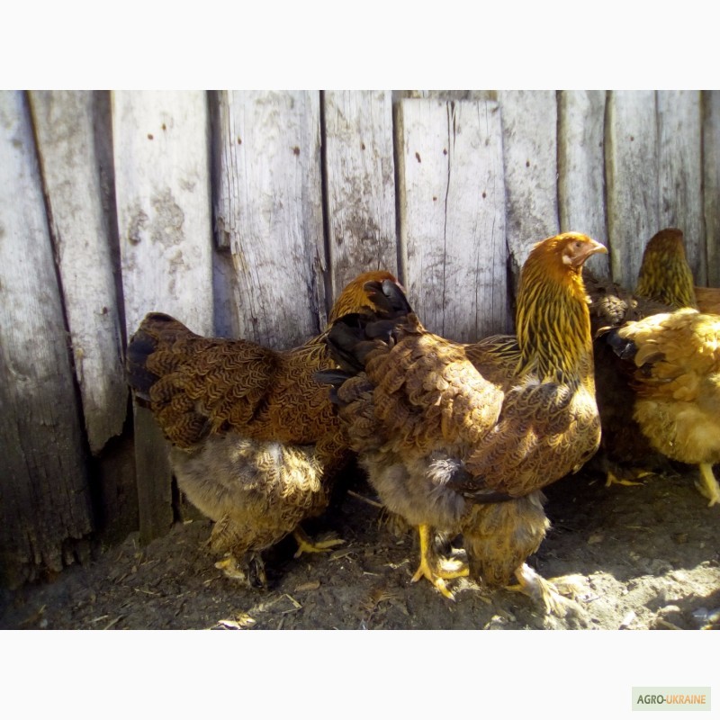 Фото 4. Куры брама куропатчатая цыплята инкубационное яйцо
