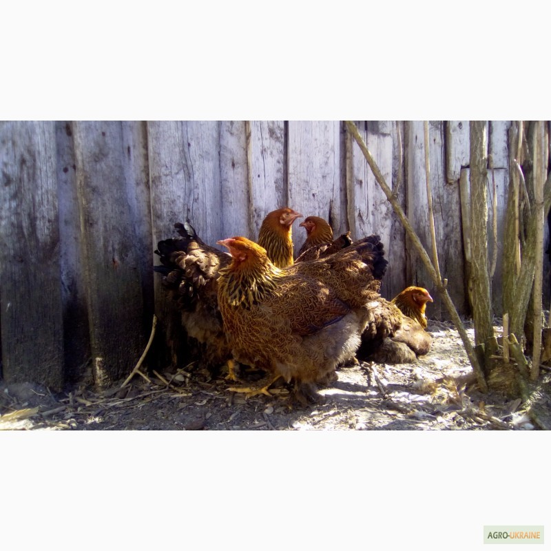 Фото 5. Куры брама куропатчатая цыплята инкубационное яйцо