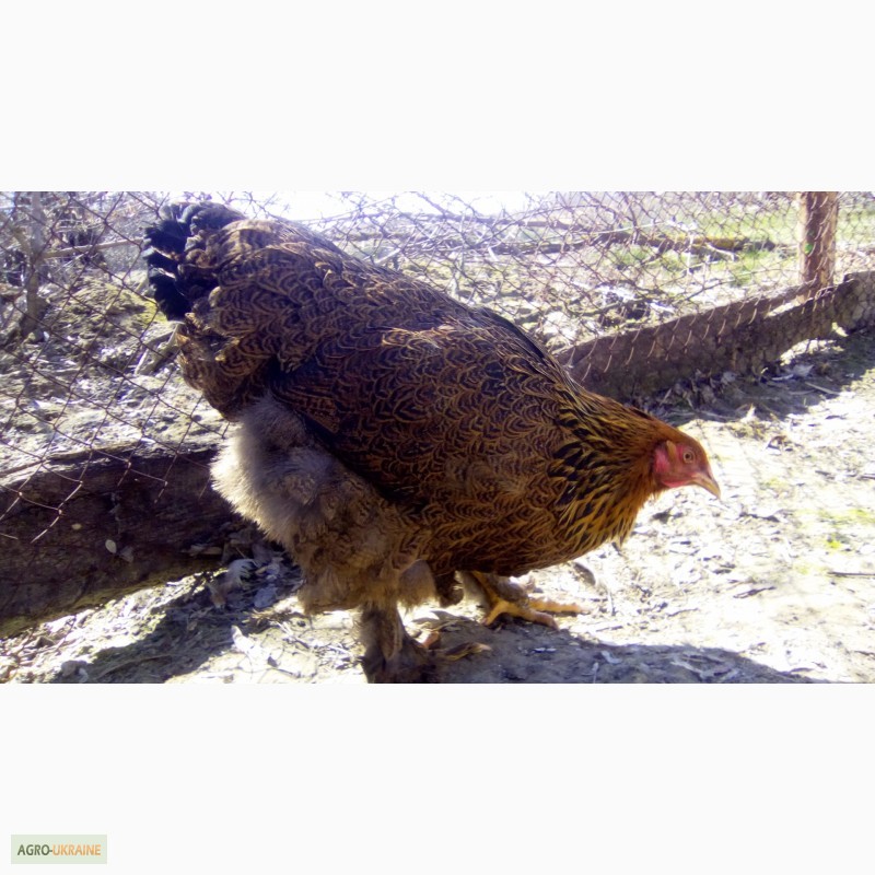 Фото 6. Куры брама куропатчатая цыплята инкубационное яйцо