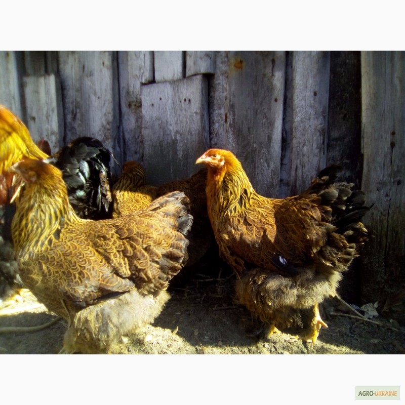 Фото 7. Куры брама куропатчатая цыплята инкубационное яйцо