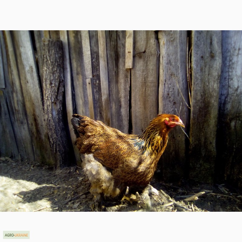 Фото 8. Куры брама куропатчатая цыплята инкубационное яйцо