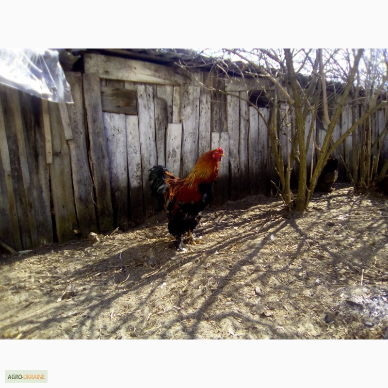 Фото 9. Куры брама куропатчатая цыплята инкубационное яйцо