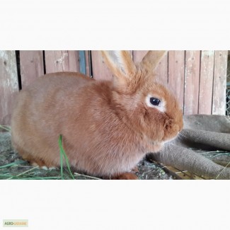 Продам кроликов породы Новозеландский красный (НЗК)