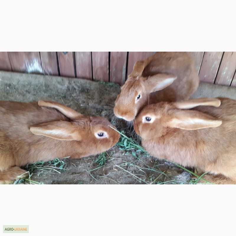 Фото 2. Продам кроликов породы Новозеландский красный (НЗК)