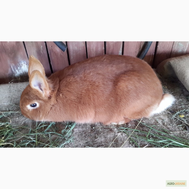 Фото 3. Продам кроликов породы Новозеландский красный (НЗК)