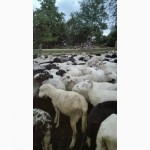 Продажа 300 овец