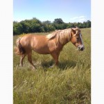 Продам 2 коней-ваговозів:кобилу і лошицю