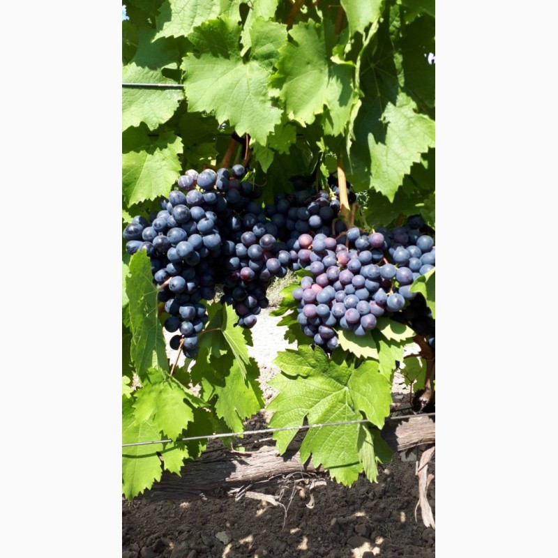 Виноград одесская. Одесский сувенир сорт винограда. Сорт винограда Одесса. Одесский черный сорт винограда. Виноград Одесский сувенир фото.