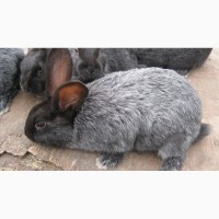 Продам кроликов Полтавского серебра