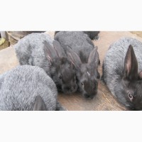 Продам кроликов Полтавского серебра