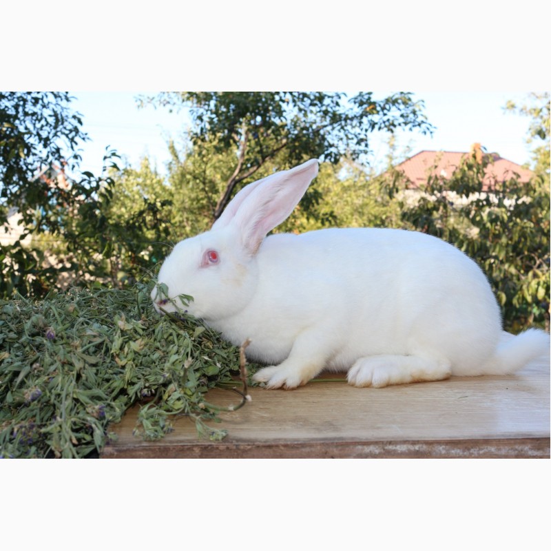 Фото 2. Продам кроликов, , термонская белая новозеландская красная