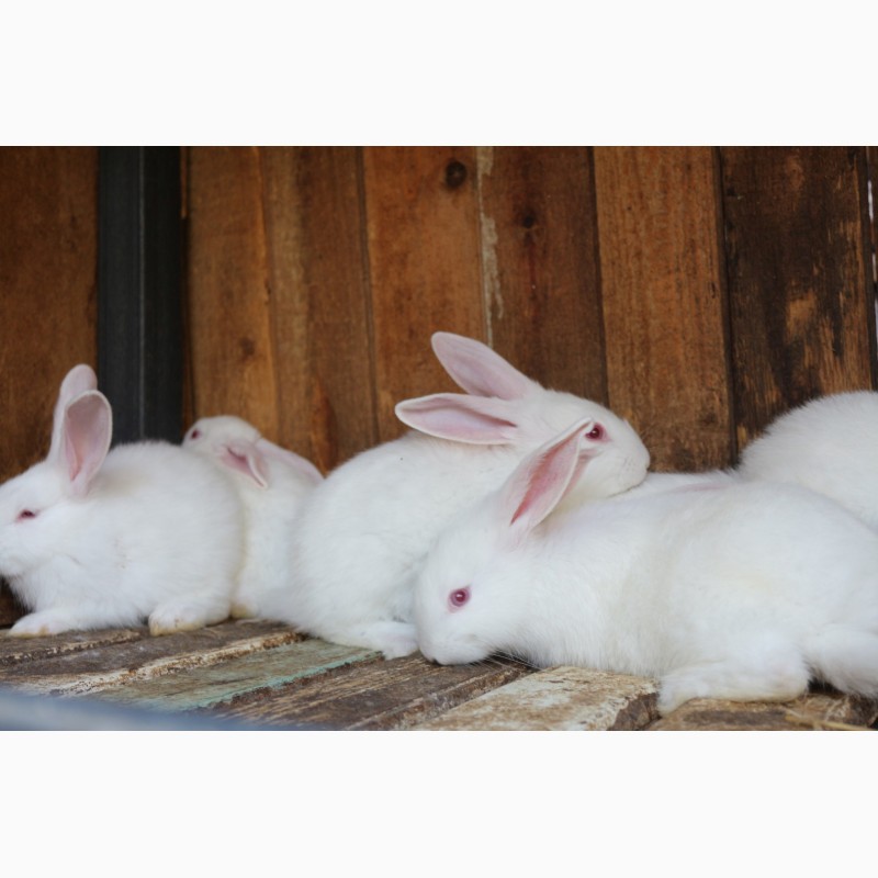 Фото 4. Продам кроликов, , термонская белая новозеландская красная
