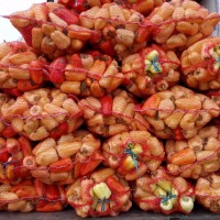 Продам перец, сорт: Белазёрка Геркулес