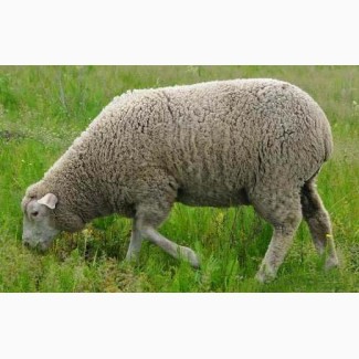 Продаються вівці меринос