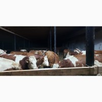 Продам от производителя. Голштинскую и Семинталь породы коровы С 32 голов с Чехии