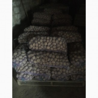 Продам насінневу картоплю Коннект