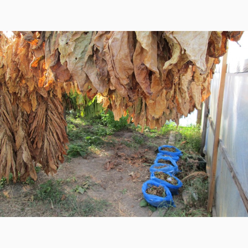 Фото 7. Табак Дюбек семена и готовый лапша 1мм, больше 25 наилучших сортов