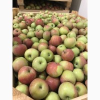 Продам гарне яблуко 4 сортів: Голден Делішес, Фуджі, Грені Сміт, Ред Чіф