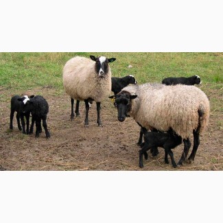 Овцы романовской породы на экспорт