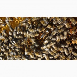 Продам Пчелы, Пчелосемьи, Бджоли, Бджолосімї, система Украинка 2021, Черкасская обл
