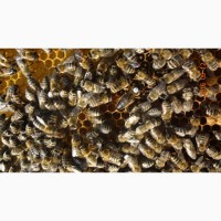 Продам Пчелы, Пчелосемьи, Бджоли, Бджолосімї, система Украинка 2021, Черкасская обл