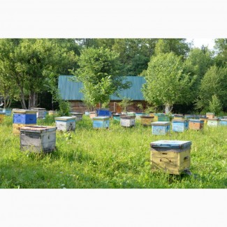 Продам бджоли (пакеты) 2020
