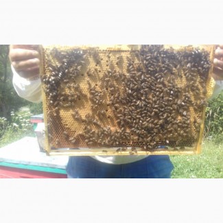 Продам бджолопакети 40, 30, 10шт