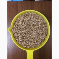 Пшениця для пророщування (фасування по 2 кг. та по 25 кг.)