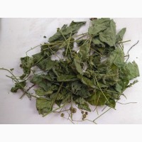 Ожина (ежевика) листя сушене куплю
