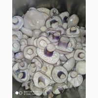 Продам консервированные грибы синеножки