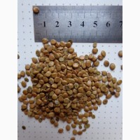 Семена Церцис канадский, Багрянник (Cercis canadensis) 20шт. - 10грн