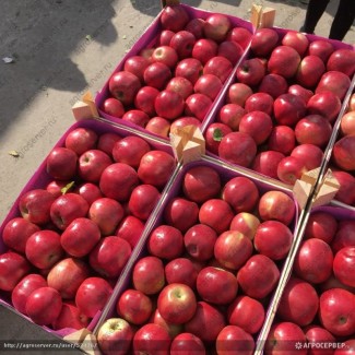 Купим яблоки от 20 тонн партия любые сорта