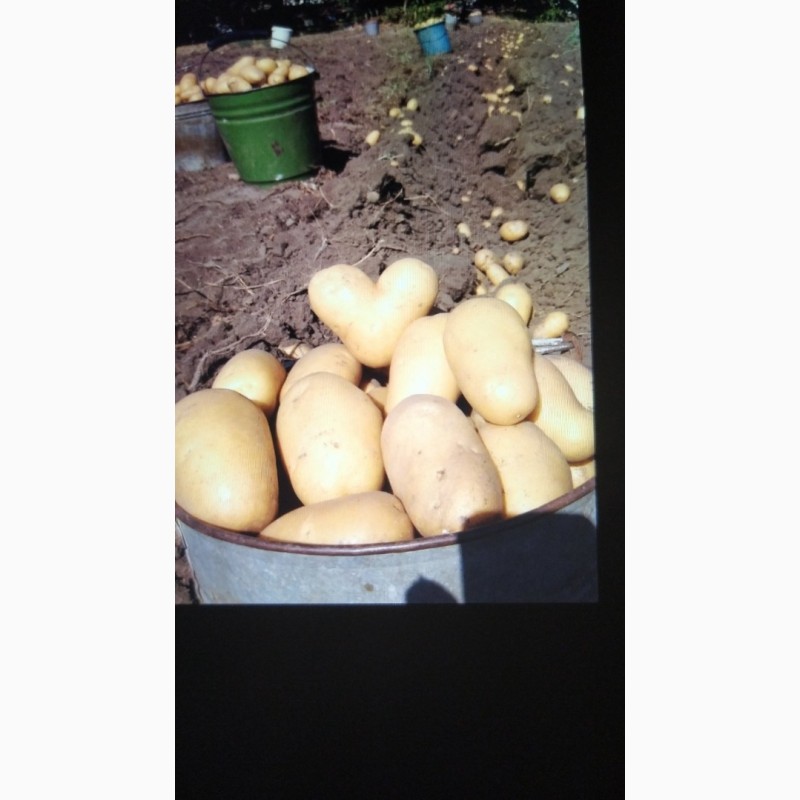 Фото 3. Продам сменной картофель Кубанка и Ривьера