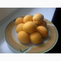 Продам саджанці абрикоса, сорт Ананасовий