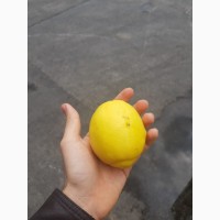 Продам лимон 2 клас