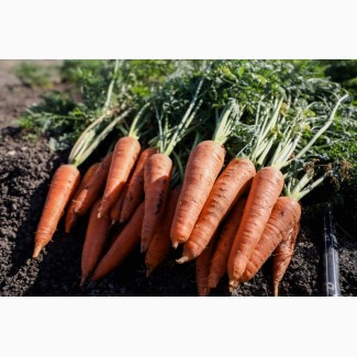 Оптовая продажа морковки урожая 2020