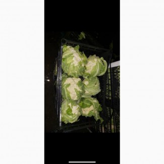 Продам цветную капусту, брокколи.Происхождение Албания
