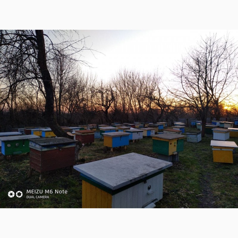 Фото 2. 4 та 6 рамочні пакети бджіл у великій кількості